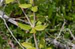 Dogtongue buckwheat